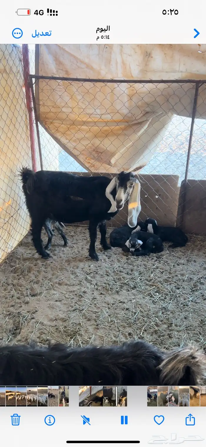 معزا للبيع 2