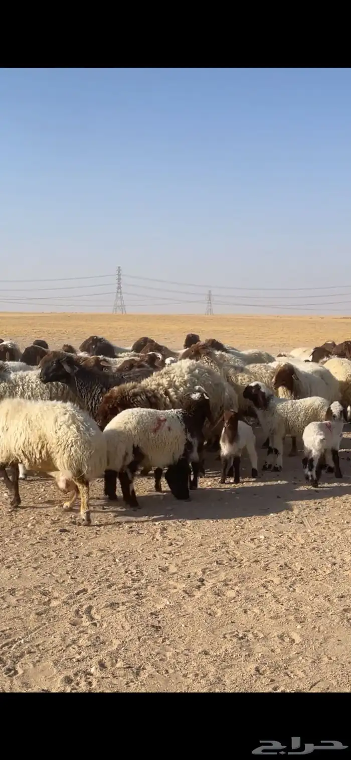 غنم نعيم مراح رغايث بفحولها 8