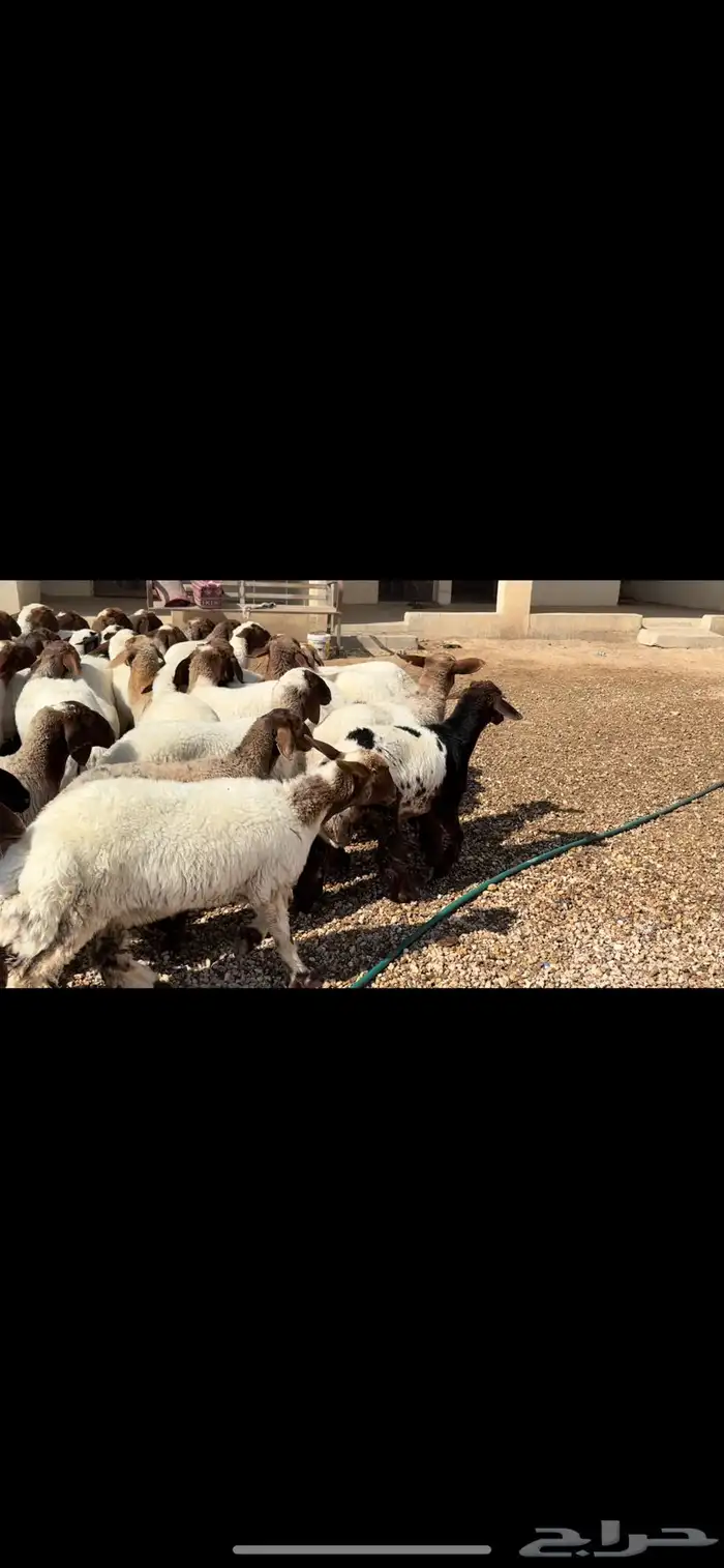 جذعات غنم نعيم 4