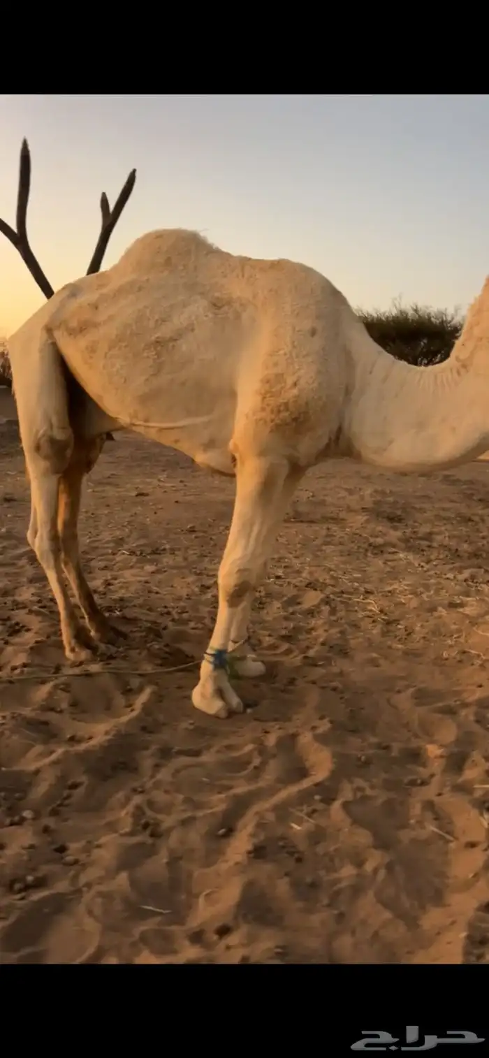 زمول للبيع 3