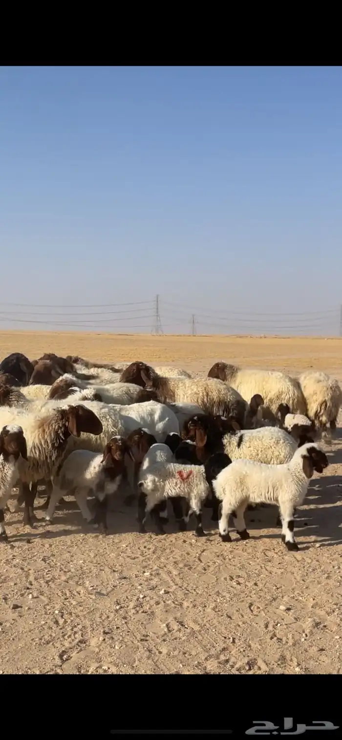 غنم نعيم مراح رغايث بفحولها 7