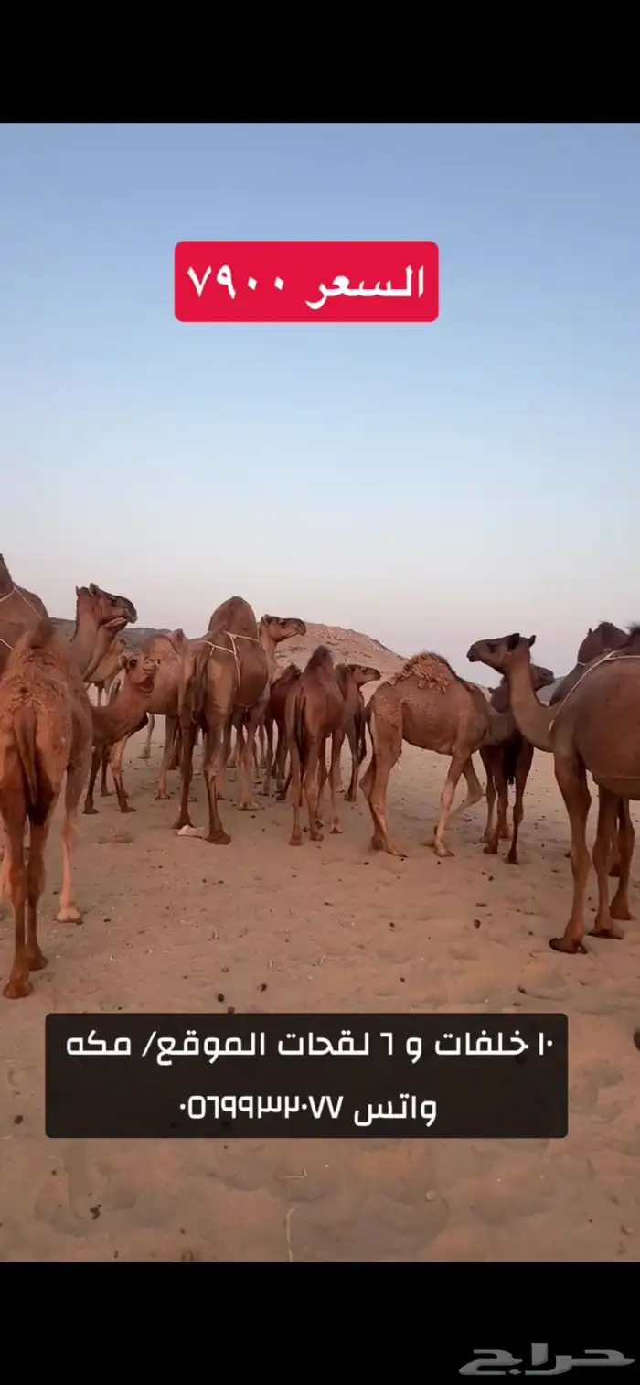 خلفات سواحل 6