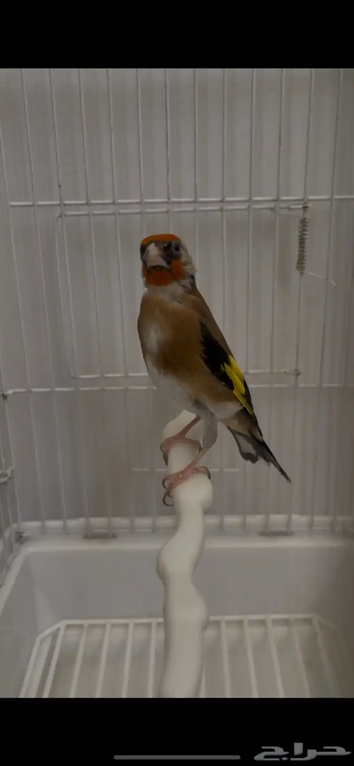 حسون سوري((تم البيع)) 1