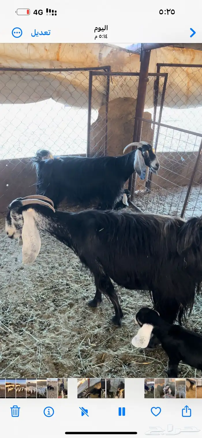 معزا للبيع 1
