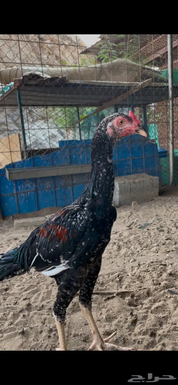 جوز سندي 2