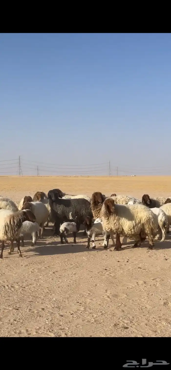 غنم نعيم مراح رغايث بفحولها 34