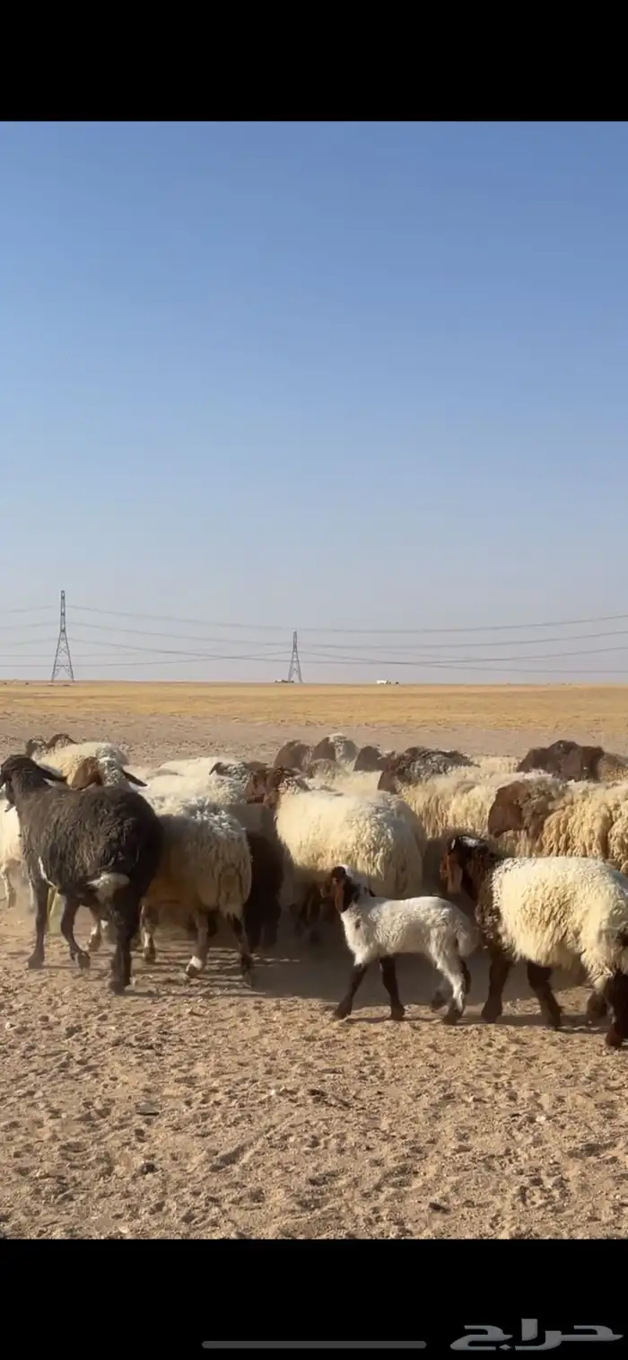 غنم نعيم مراح رغايث بفحولها 10