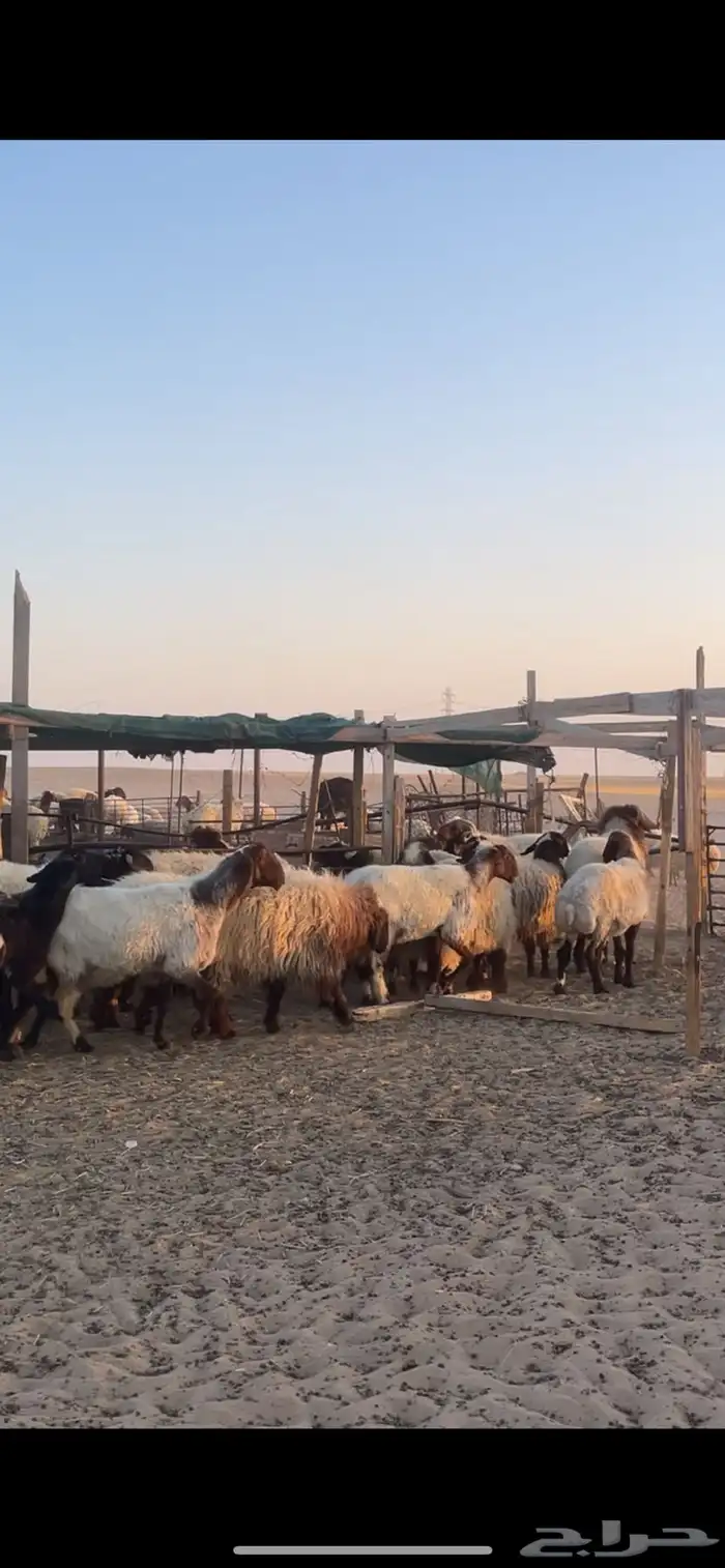 غنم نعيم مراح رغايث بفحولها 38