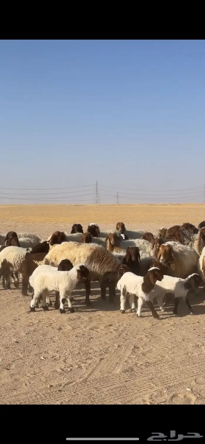 غنم نعيم مراح رغايث بفحولها 5