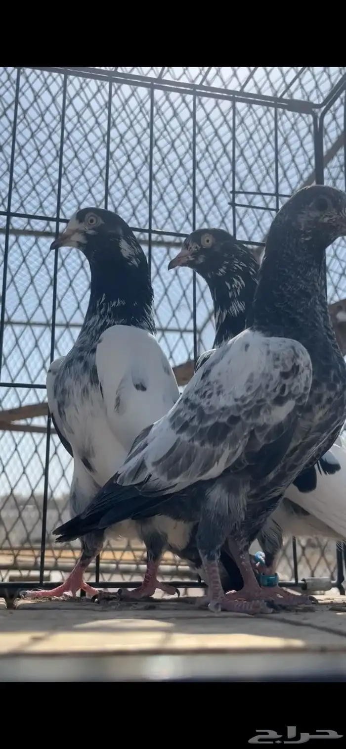 حمام باكستاني 4