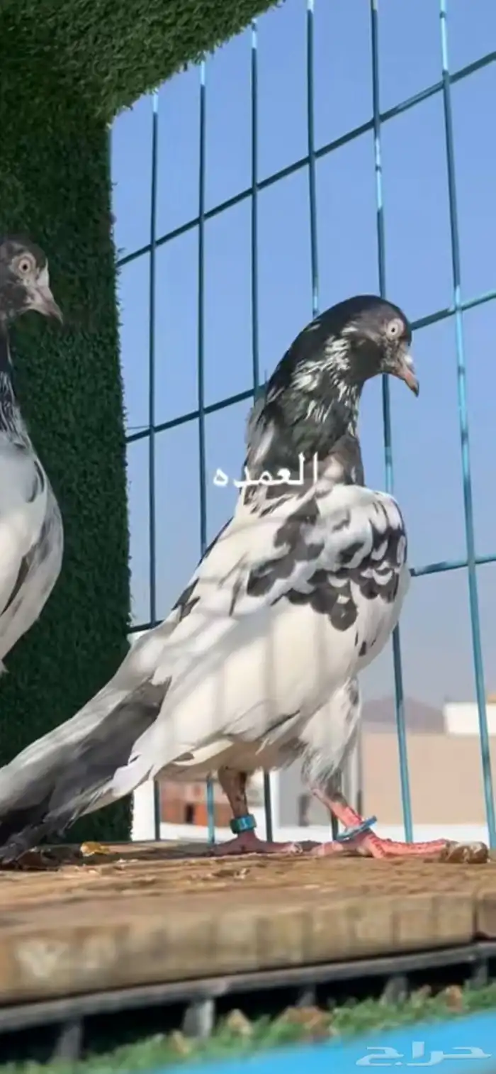 حمام باكستاني 3