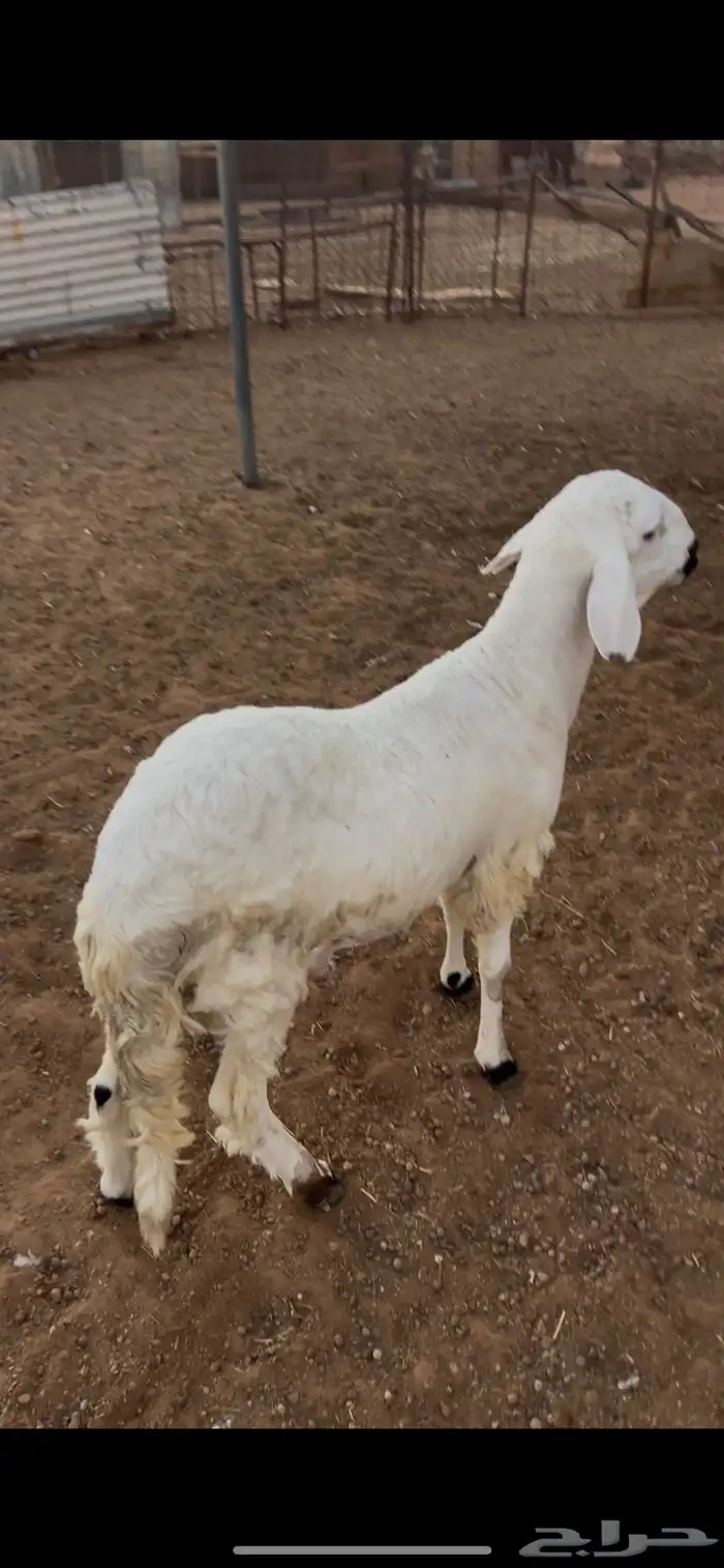 للبيع رخال عيسي 5