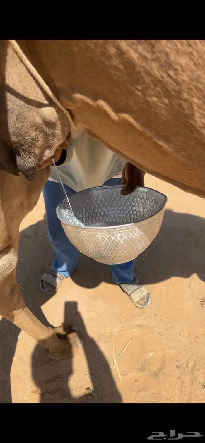 ناقة ساحلية 3