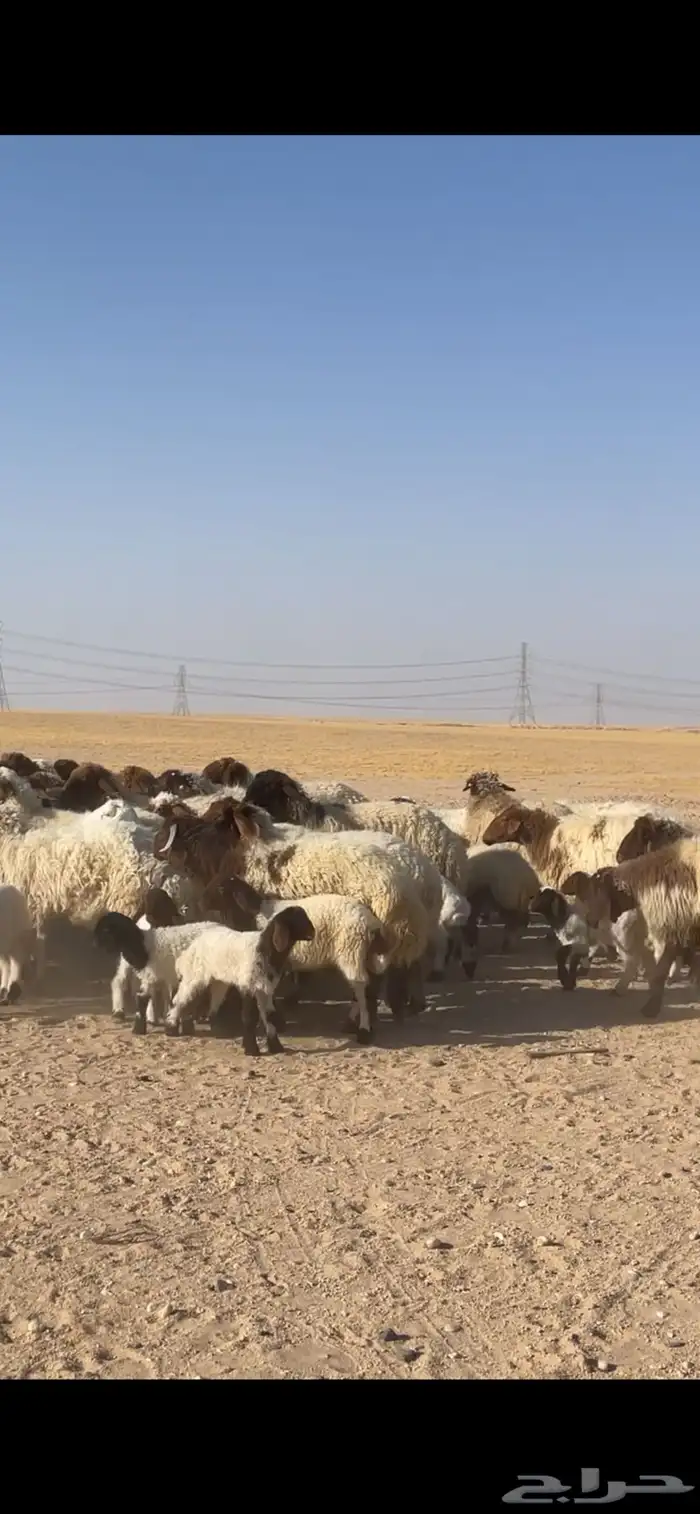 غنم نعيم مراح رغايث بفحولها 23