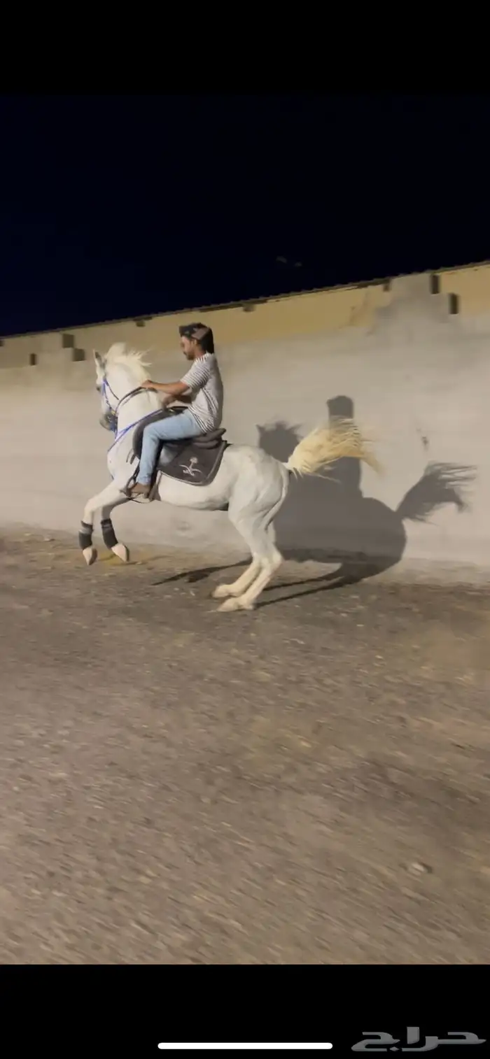 حصان عربي شعبي شيخ 0