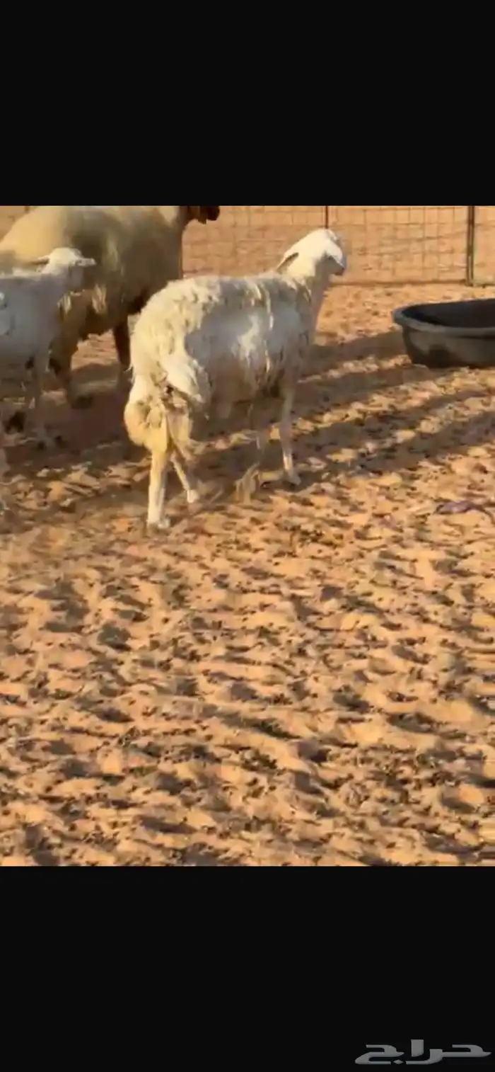 غنم حريه للبييع 0