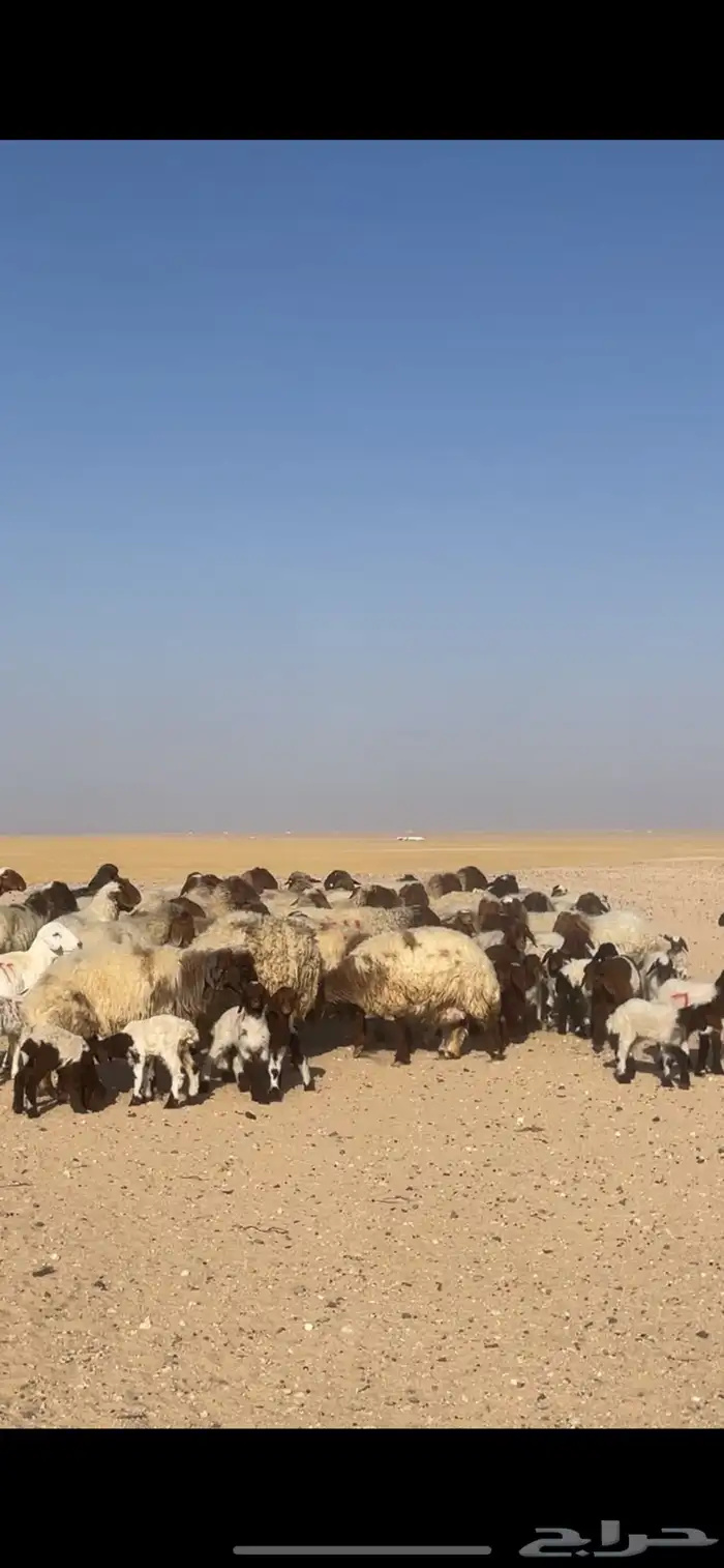 غنم نعيم مراح رغايث بفحولها 29