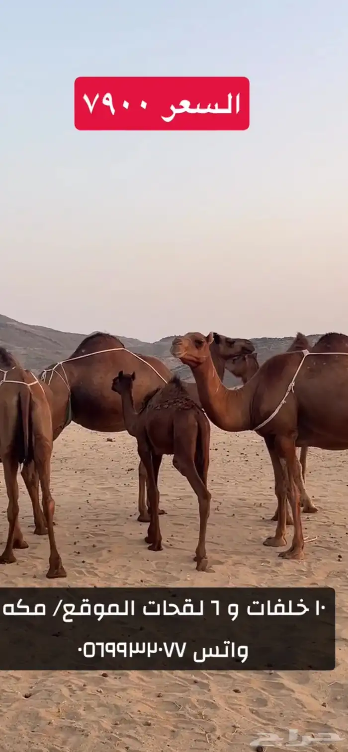خلفات سواحل 0