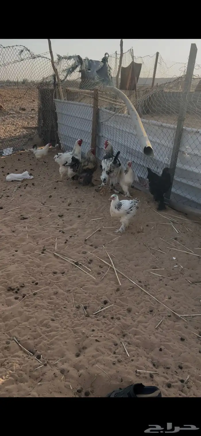 دجاج براهما 0
