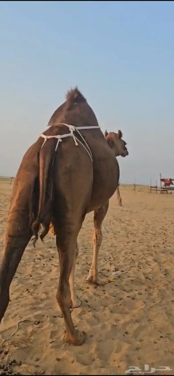 خلفه ساحليه كفو 1