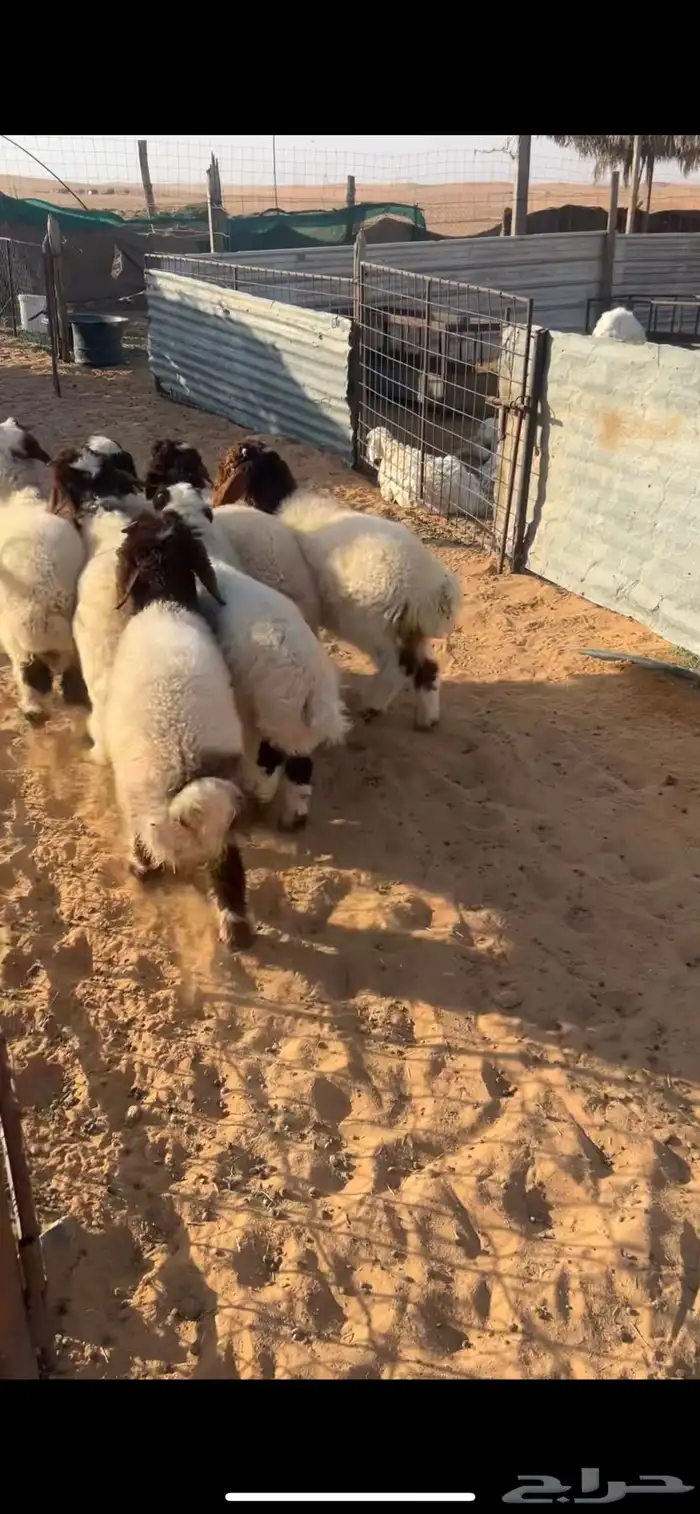 هرافي نعيم 2
