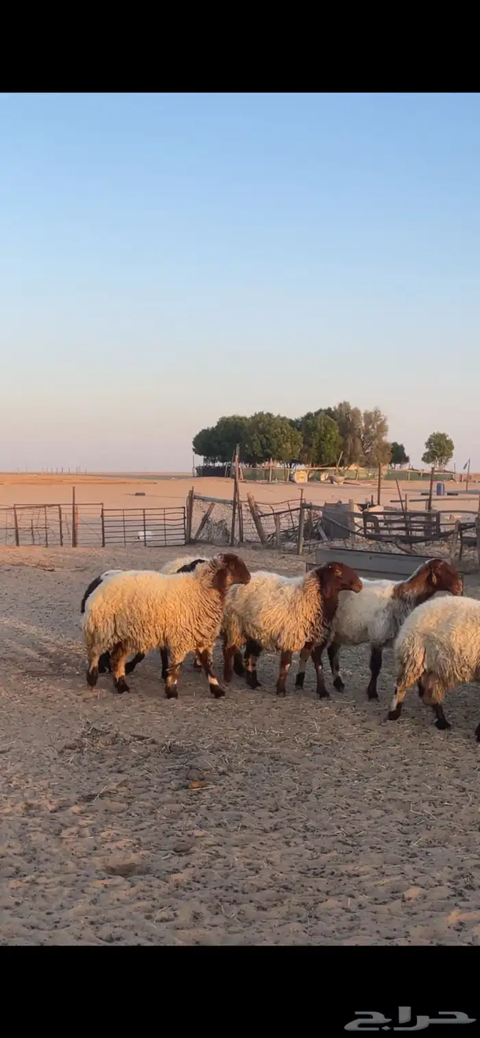غنم نعيم مراح رغايث بفحولها 1