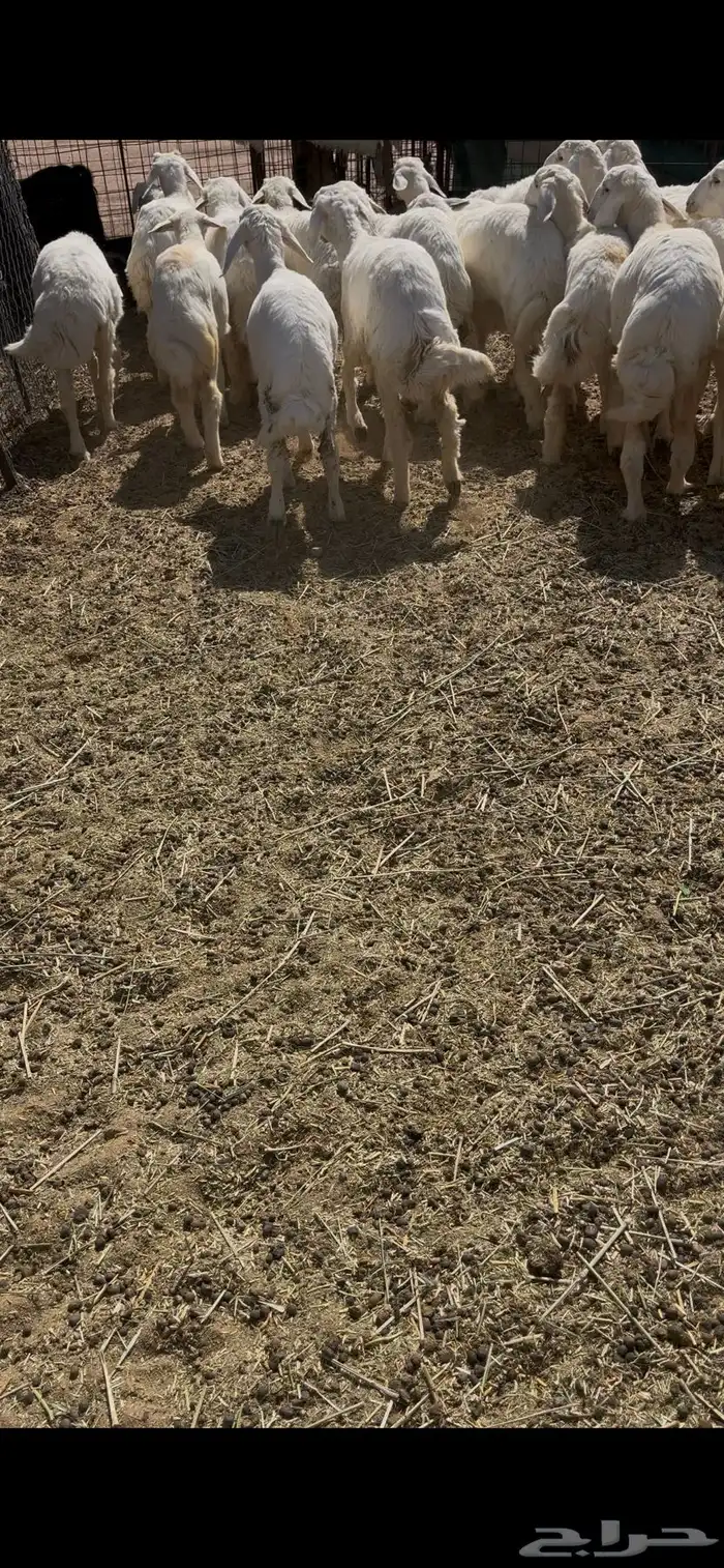 رخال مقاني كفو 8