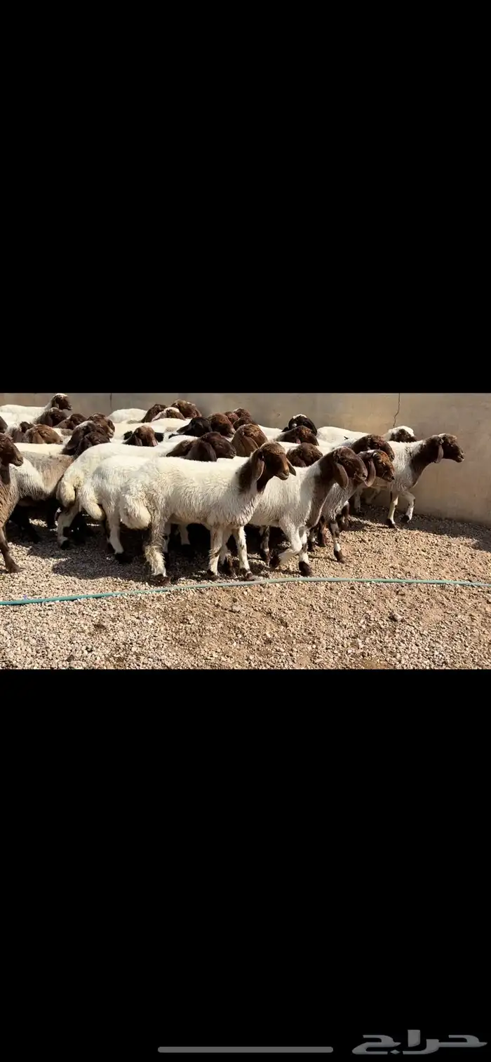 جذعات غنم نعيم 0