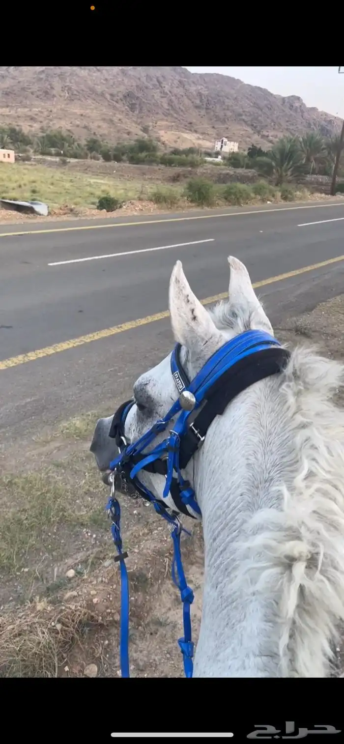 حصان شعبي كفو 2