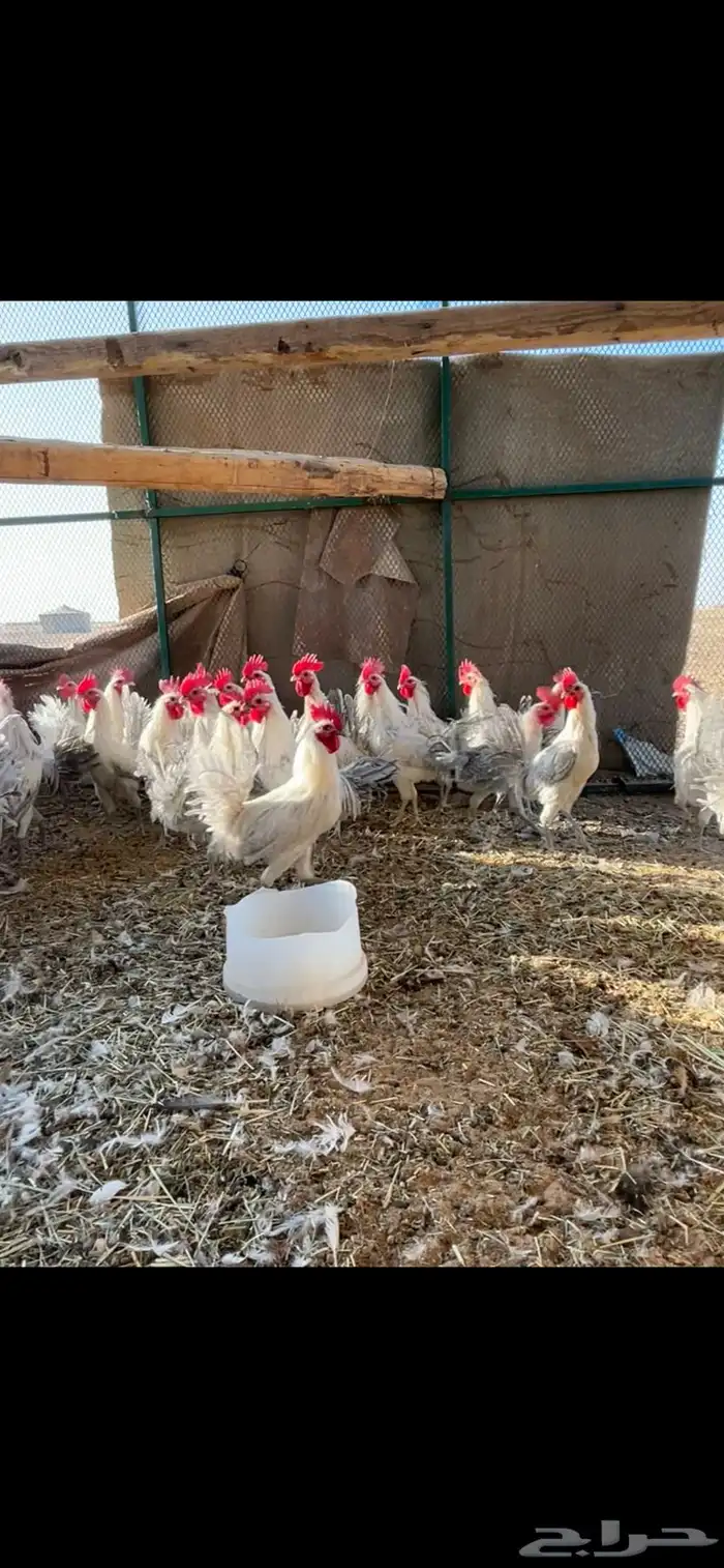 ديوك فيومي الألمنيوم 2