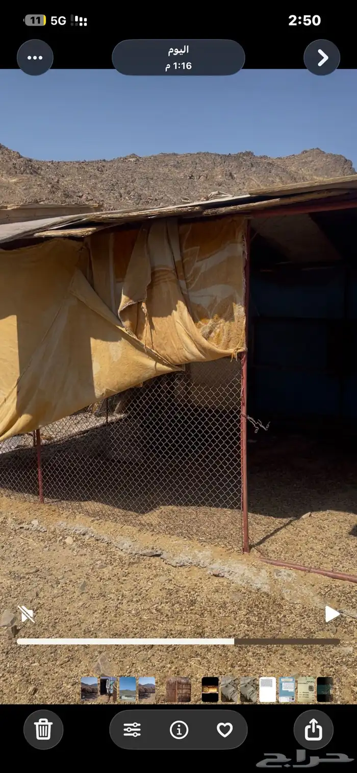 شبوك للبيع 1