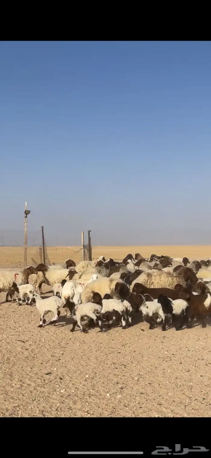 غنم نعيم مراح رغايث بفحولها 28