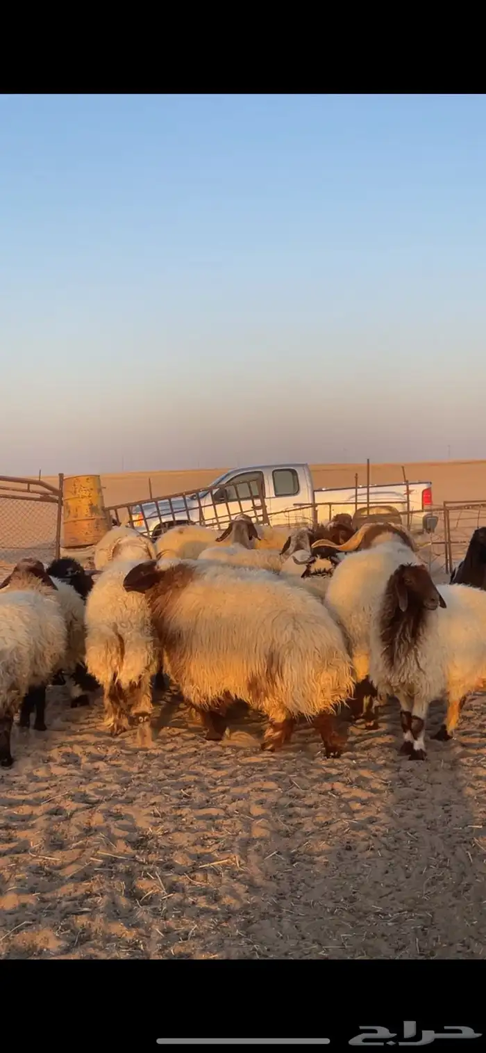 غنم نعيم مراح رغايث بفحولها 48