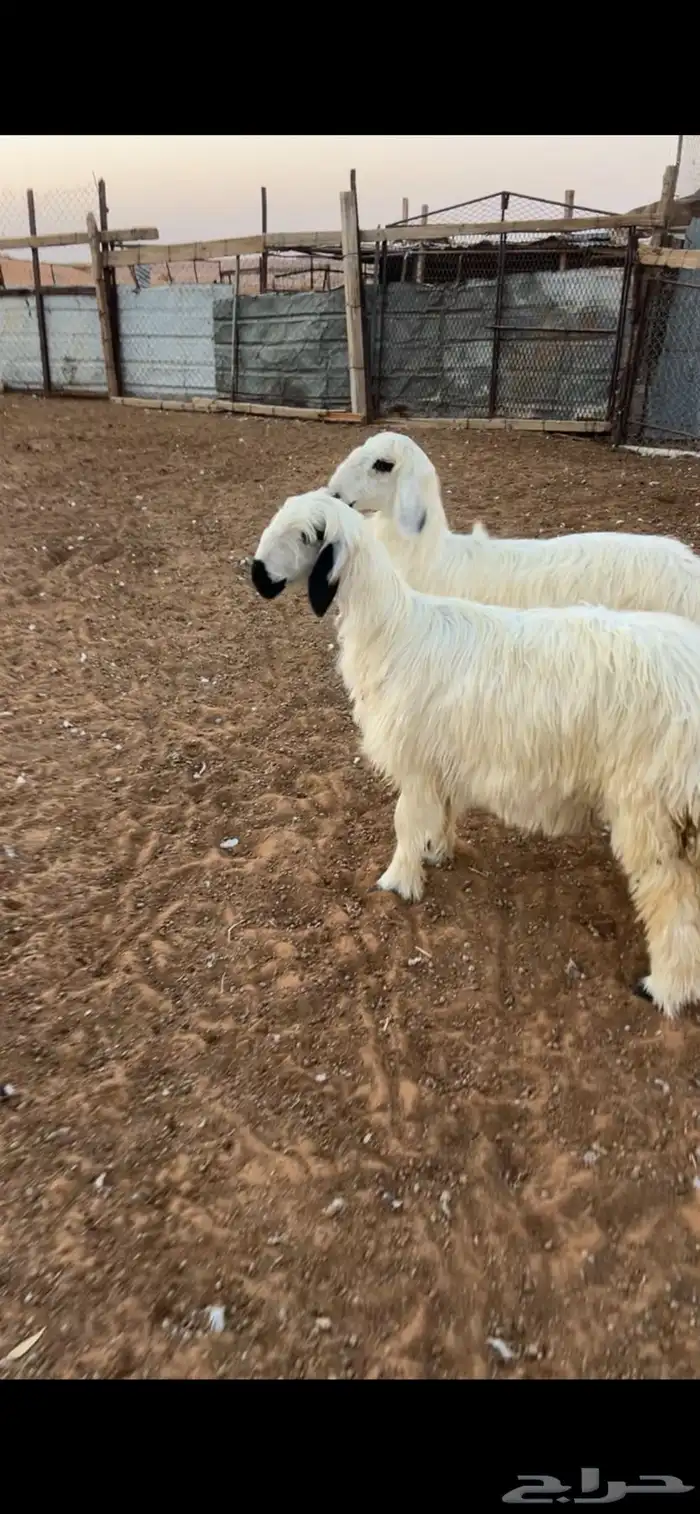 للبيع رخال عيسي 1