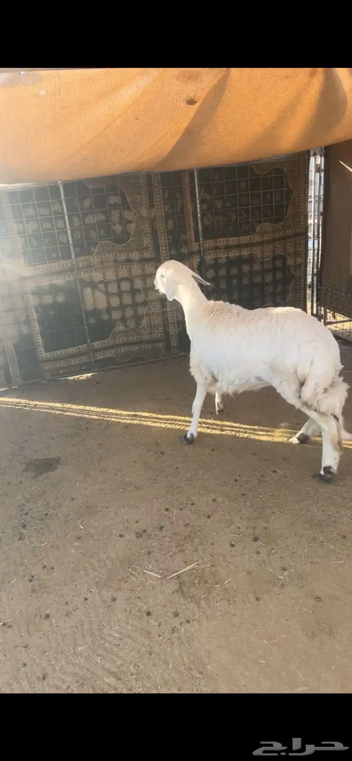 رخل جذعه حريه 4