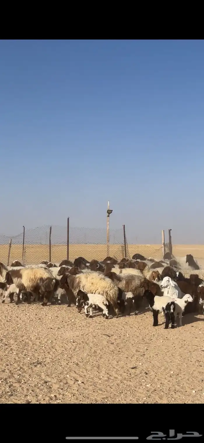 غنم نعيم مراح رغايث بفحولها 26