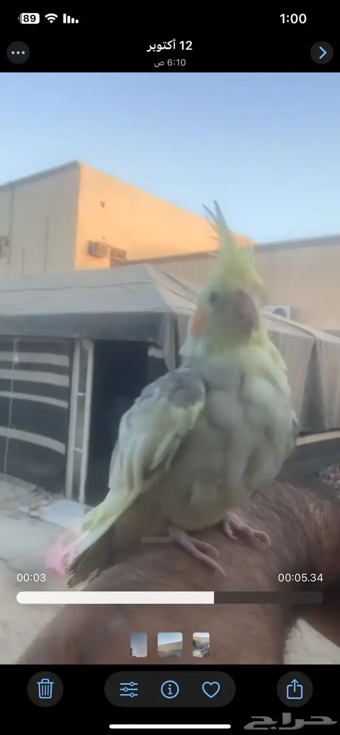 طير مفقود 1