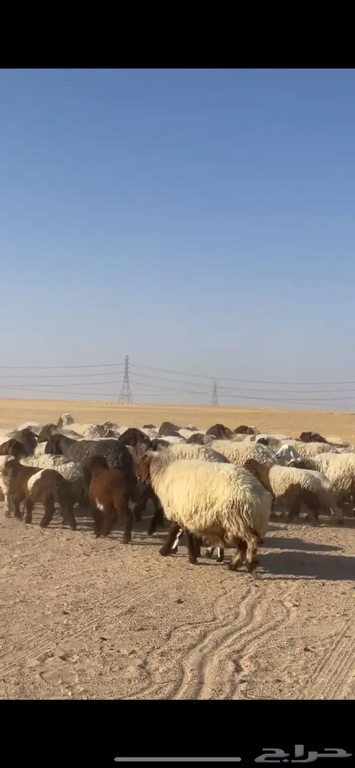 غنم نعيم مراح رغايث بفحولها 36