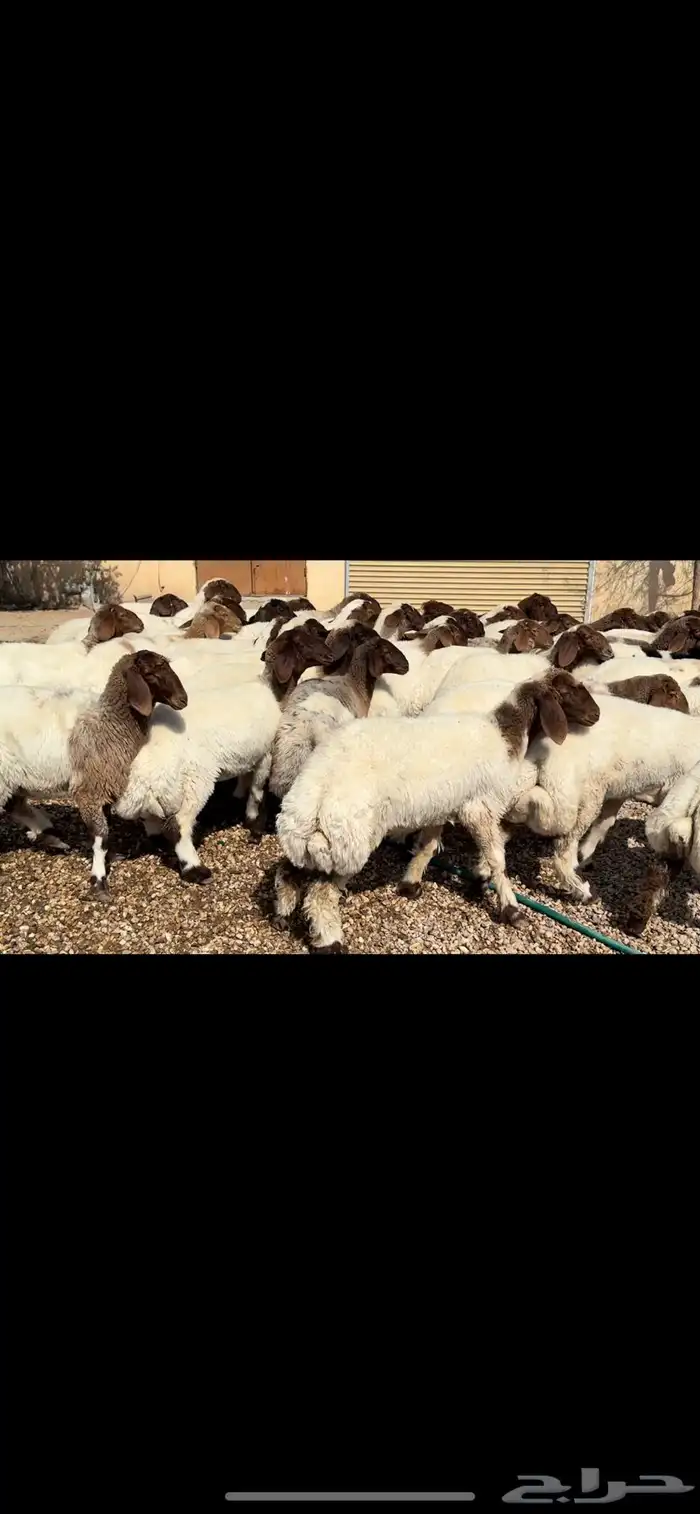 جذعات غنم نعيم 3