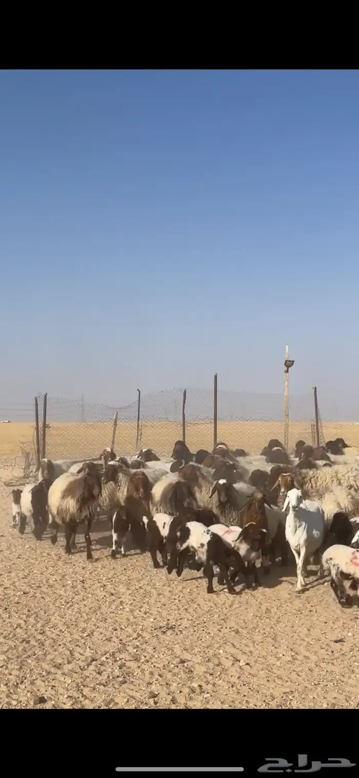 غنم نعيم مراح رغايث بفحولها 30