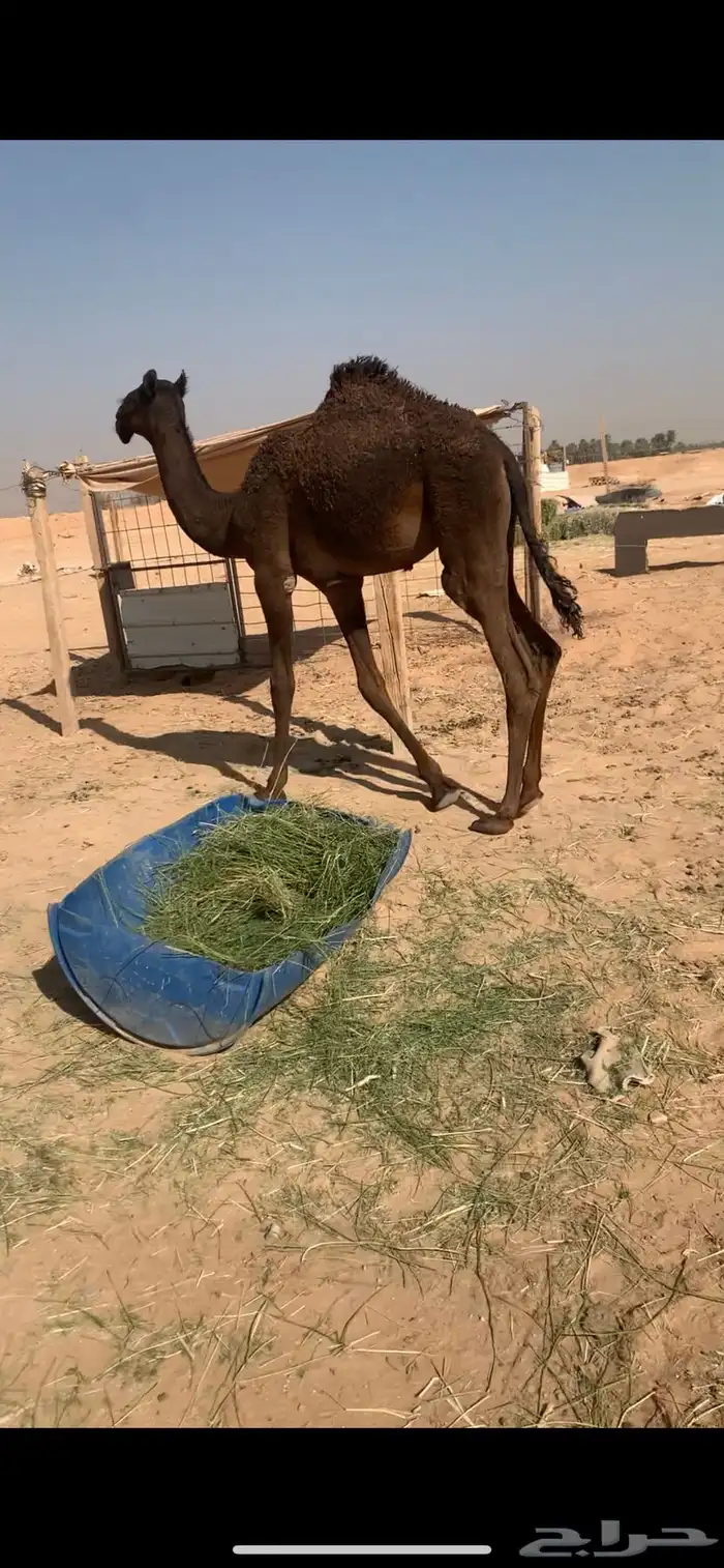 حواره على الوافي 3