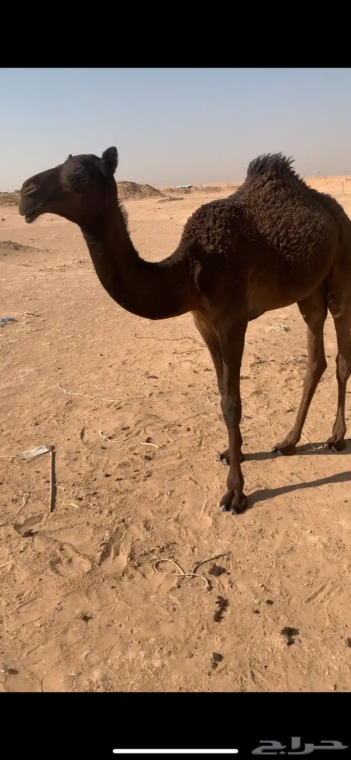 حواره على الوافي 2
