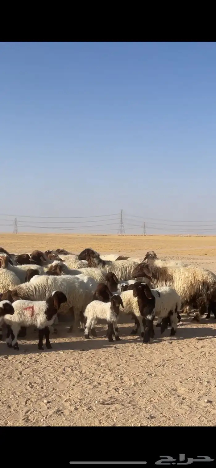 غنم نعيم مراح رغايث بفحولها 21