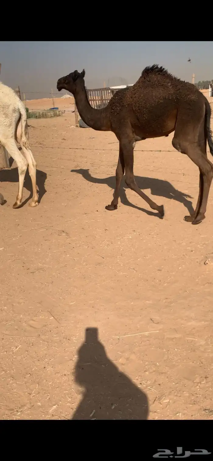 حواره على الوافي 4