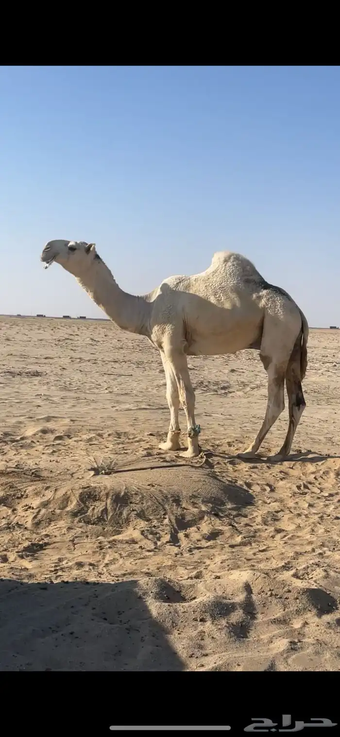 ابل وضح مراح واحد بمعداتها 3