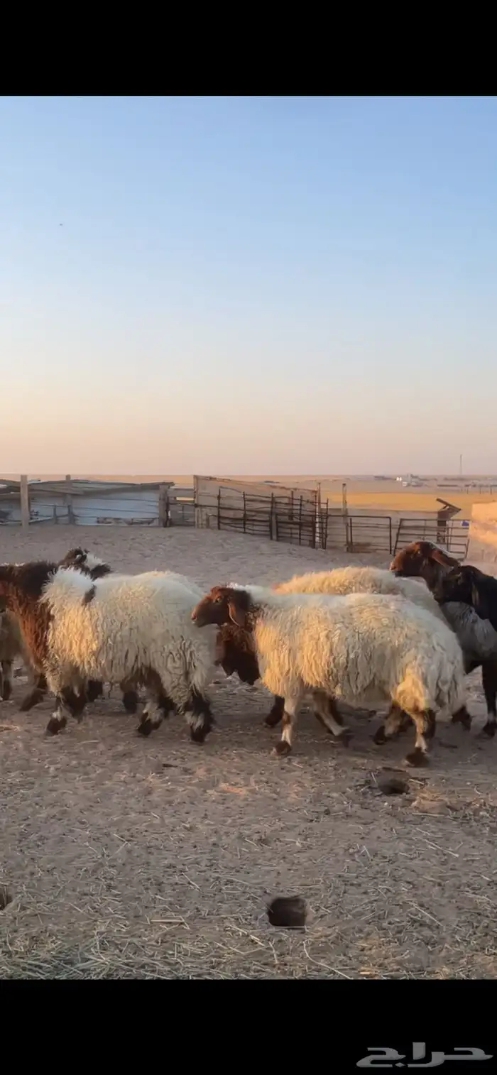 غنم نعيم مراح رغايث بفحولها 45