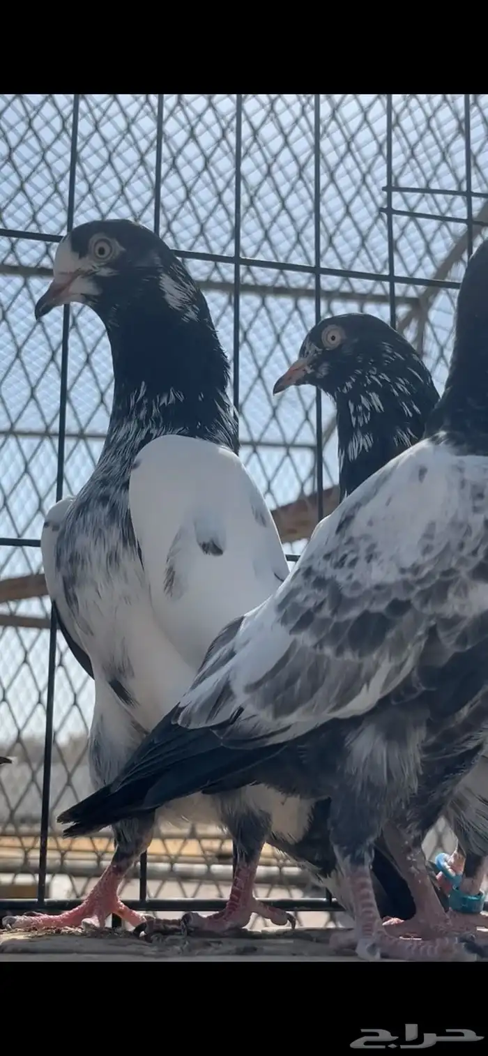 حمام باكستاني 2