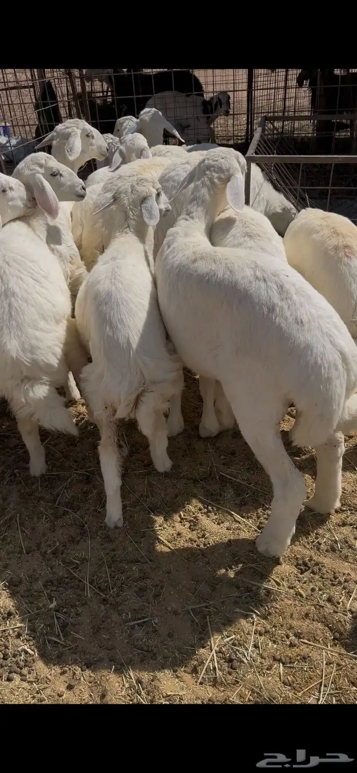 رخال مقاني كفو 5