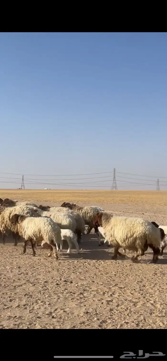 غنم نعيم مراح رغايث بفحولها 11