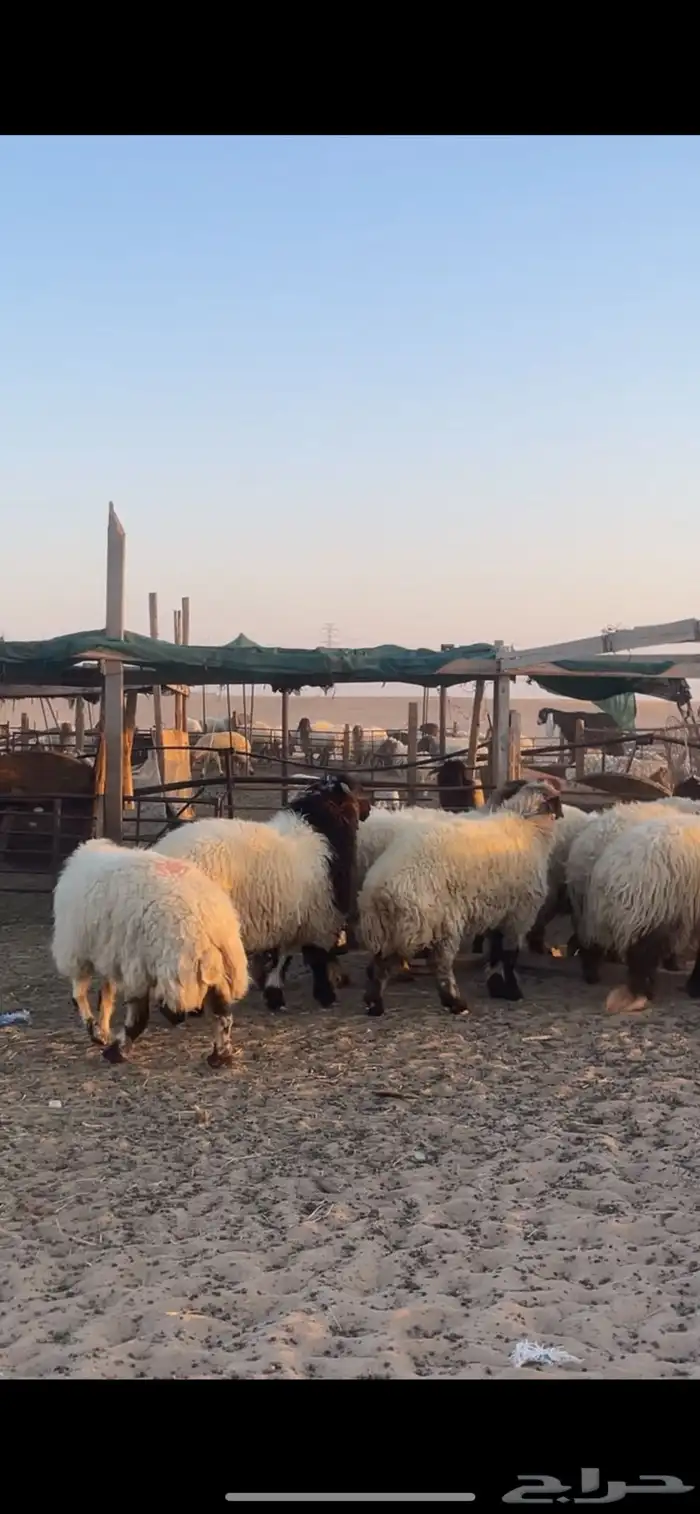 غنم نعيم مراح رغايث بفحولها 43